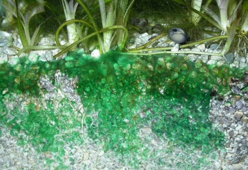 водоросли в аквариуме. часть 3