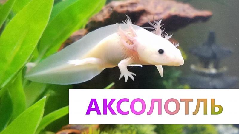 аксолотль - все о содержании и лечении