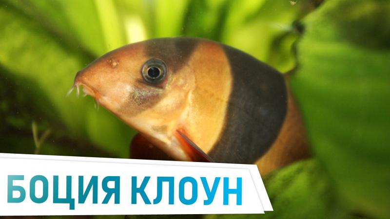 боция клоун - любимец публики