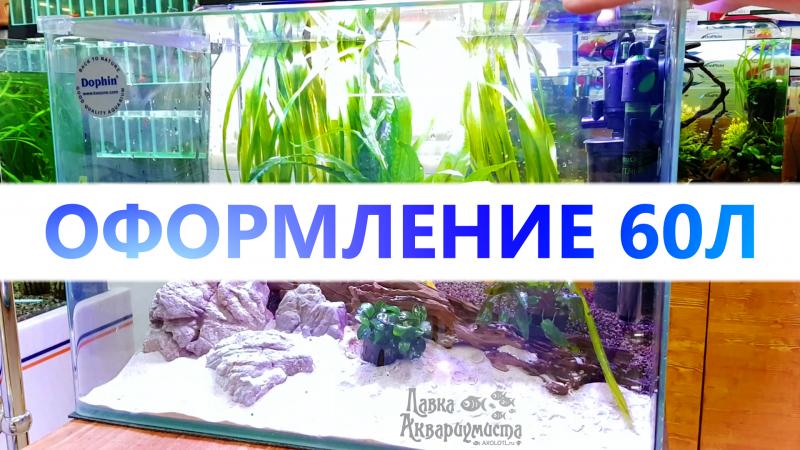 оформление панорамного аквариума dophin для начинающих