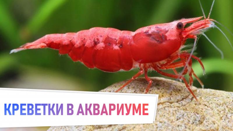 бюджетное содержание креветок в аквариуме. 