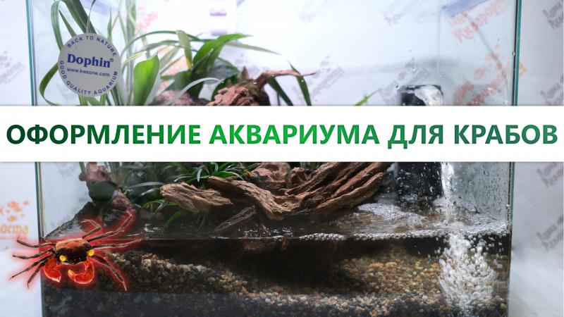оформление аквариума для крабов и содержание. поэтапно