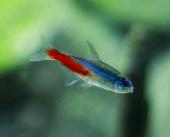 Неон голубой, L