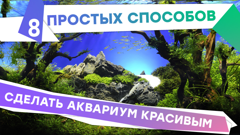 8 простых способов сделать аквариум красивым