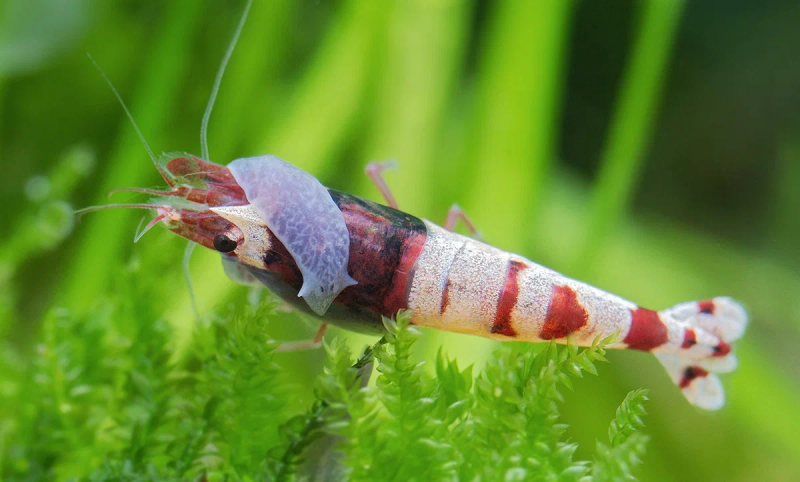 планарии в аквариуме: казнить нельзя помиловать