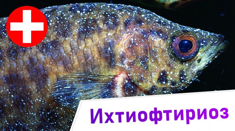 ихтиофтириоз - тайны и разоблачения