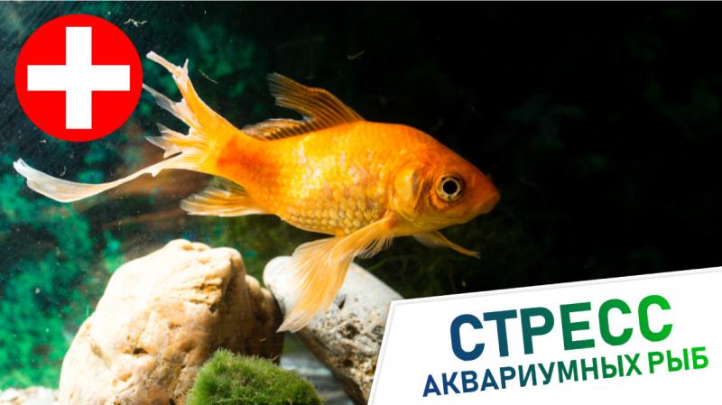 стресс у аквариумных рыб