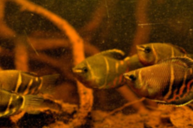 мастер-класс: аквариум для шоколадных гурами