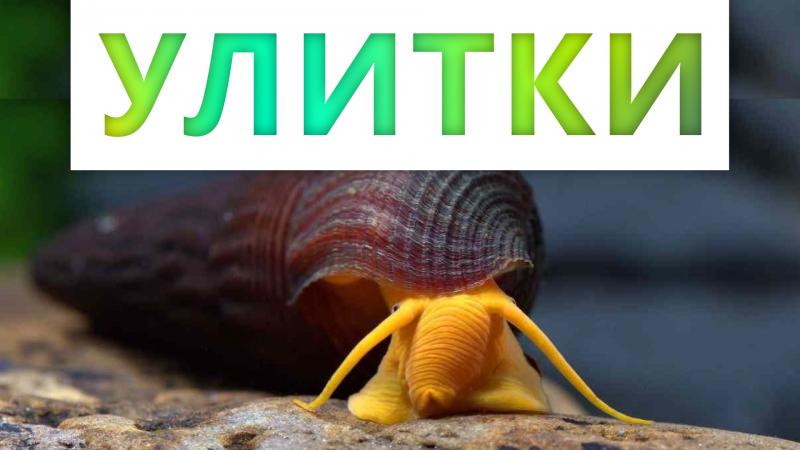 аквариумные улитки. польза, виды, борьба с нежелательными улитками