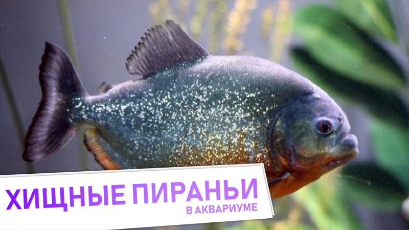 хищные пираньи в аквариуме?