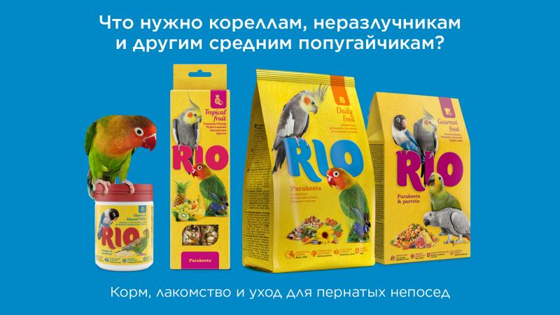 7 компонентов для хорошего самочувствия и активной жизни кореллы, неразлучника или другого среднего попугая