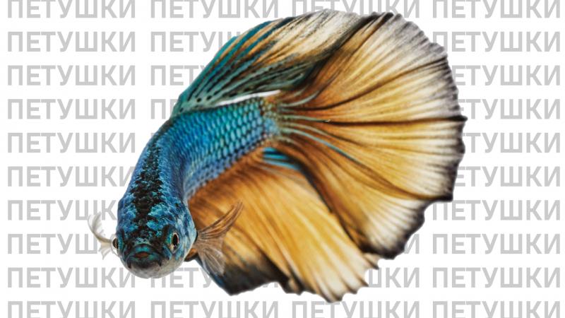 кратко - рыбки петушки