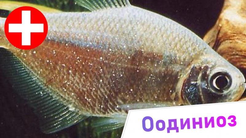 оодиниоз - жизненный цикл паразита и способы лечения рыб
