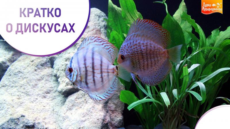 кратко о дискусах