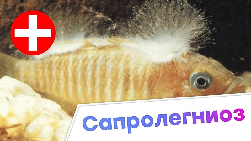 сапролегниоз - симптомы и лечение