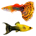 Аквариумные рыбки-живородки Аквариумные рыбки-живородки