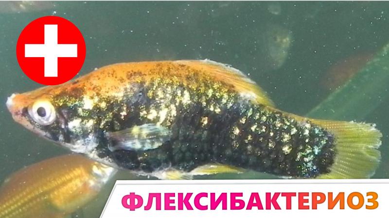 флексибактериоз - подробное описание симптомов, течение болезни и техники лечения