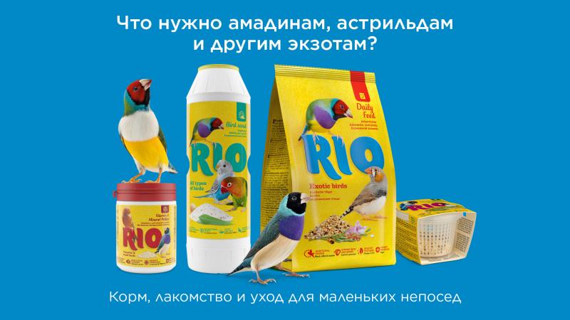 что нужно амадинам, астрильдам и другим экзотическим птицам: 7 важных компонентов для активной жизни