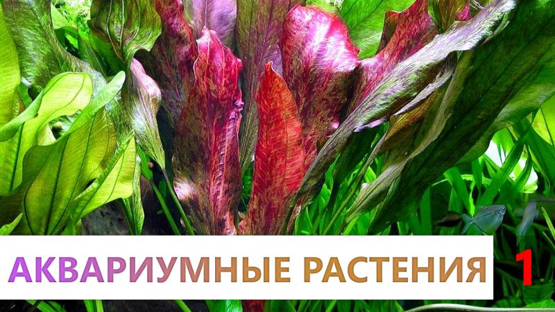 аквариумные растения. содержание, освещение, удобрения, со2, посадка, акваскейпинг.