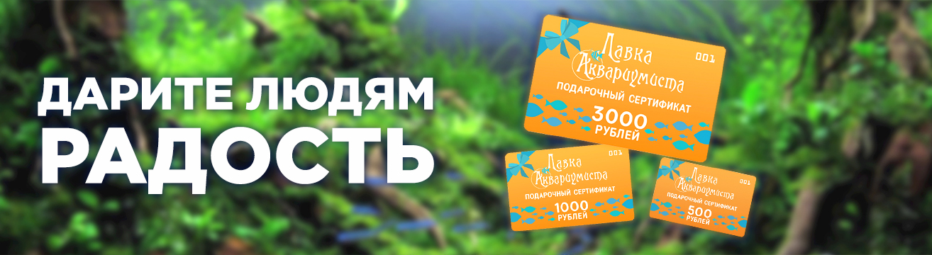 ПОДАРОЧНЫЕ СЕРТИФИКАТЫ ПОДАРОЧНЫЕ СЕРТИФИКАТЫ