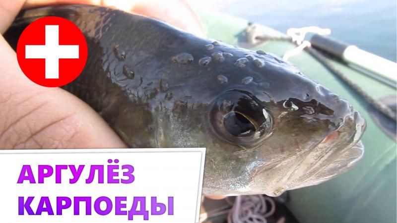карпоеды или карповые вши, он же аргулёз. симптомы и лечение