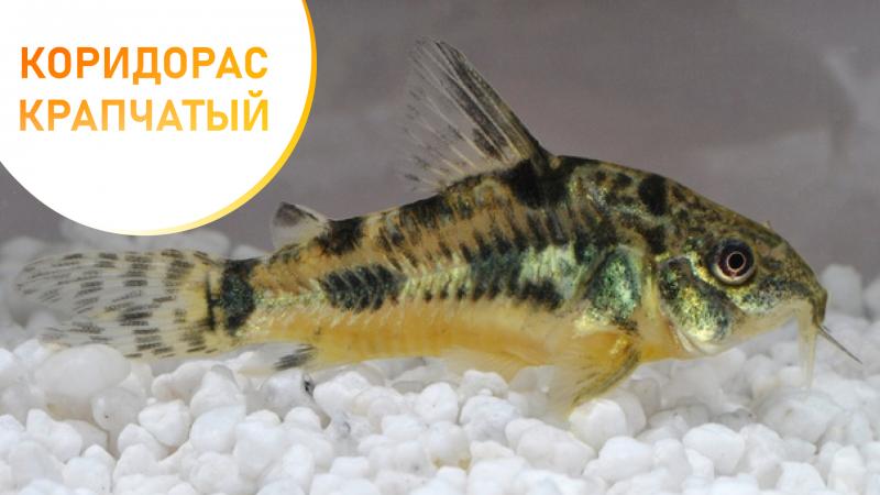 коридорас крапчатый
