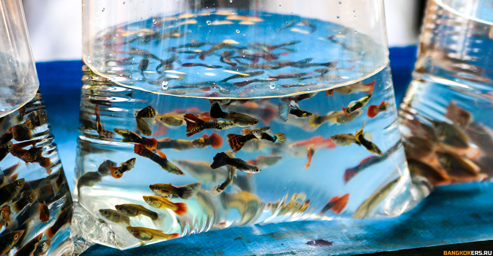 2a70c91e0d46b9a833159896f9ca91a8.jpg 2a70c91e0d46b9a833159896f9ca91a8.jpg